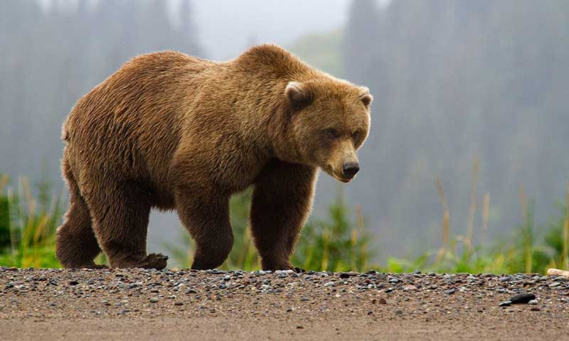 Photo of a Bear