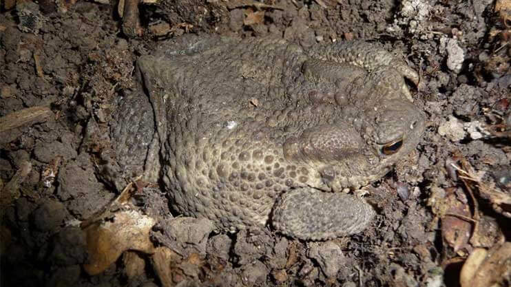 Example of Toads Skin Texture blending in